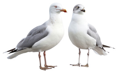 Obraz premium PNG Two seagulls standing together