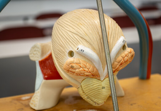 Male Bladder Model Showing Seminal Vesicles Prostate And Ejaculatory Ducts