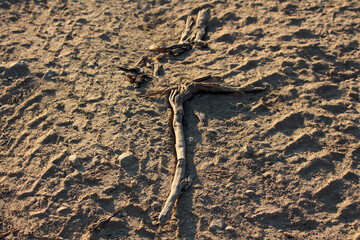 Piece of curved driftwood is arranged in the shape of an arrow on the dusty, uneven soil of a construction site, serving as a temporary ground marker for direction or guidance