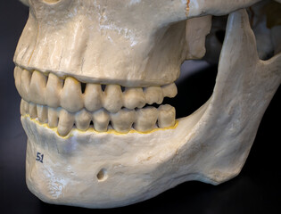 Human Skull Model Showing Teeth, Mandible, And Maxilla © DrWD40