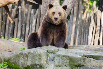 Fototapeta premium brown bear Ursus arctos. portrait of a large adult animal