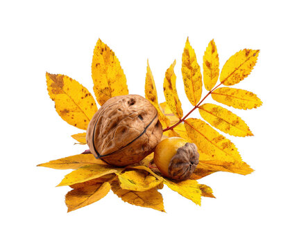 Harvesting walnuts and autumn leaves in nature still life scene isolated on transparent background, png