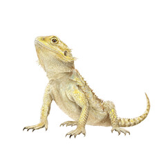 Fototapeta premium Watercolor animal illustration, bearded dragon lizard isolated on transparent background, a popular reptile pet known for its unique appearance and docile nature