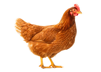 Fototapeta premium A full body shot of a brown hen standing on a white surface with a black background behind it