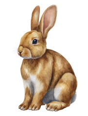 Obraz premium Watercolor animal illustration, cute brown bunny rabbit sitting and looking forward, isolated on transparent background