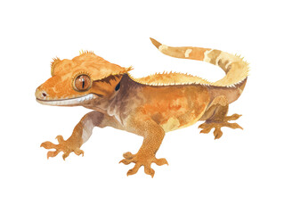 Obraz premium Watercolor animal illustration, crested gecko lizard isolated on transparent background