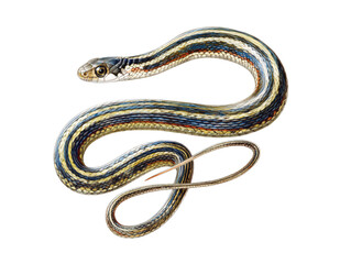 Fototapeta premium Watercolor animal illustration, a detailed illustration of a striped garter snake coiled on a transparent background