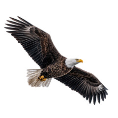 Fototapeta premium Bald eagle in flight against black