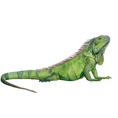 Obraz premium Watercolor animal illustration, green iguana lizard isolated on transparent background