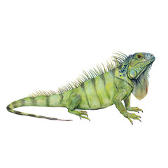 Fototapeta premium Watercolor animal illustration, green iguana lizard isolated on transparent background