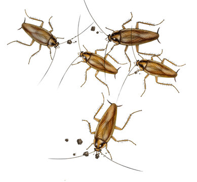 German cockroach crawling on a surface, a small, light brown pest insect with two dark stripes behind its head.