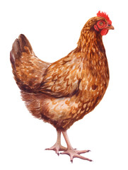 Fototapeta premium Watercolor animal illustration, a brown hen standing in profile, isolated on transparent background