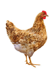 Fototapeta premium Watercolor animal illustration, a brown hen standing and isolated on transparent background