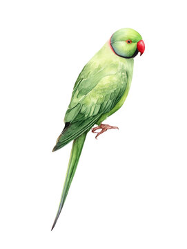 Watercolor animal illustration, a beautiful green roseringed parakeet painted in watercolor, isolated on a transparent background