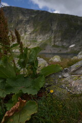 Stone in the mountains