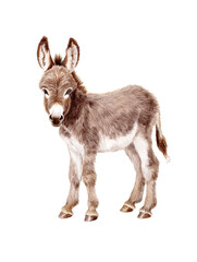 Obraz premium Watercolor animal illustration, cute baby donkey standing and looking at the camera, isolated on transparent background