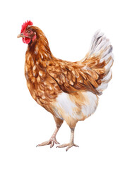 Fototapeta premium Watercolor animal illustration, a realistic watercolor illustration of a brown and white hen chicken, isolated on transparent background