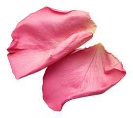 PNG A two pink rose petals delicate elegance romantic.