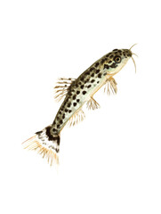 Fototapeta premium Watercolor animal illustration, a small spotted freshwater fish with barbels, isolated on transparent background