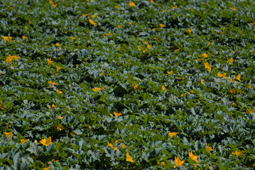 yellow flowers in the field