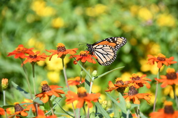 Monarch butterfly on field of orange zinnias