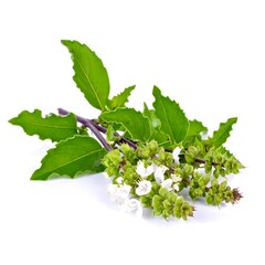 Fresh basil sprigs with white flowers