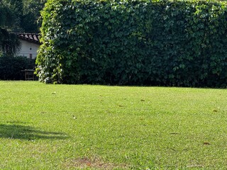 path in the garden