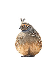 Obraz premium Watercolor animal illustration, a detailed watercolor illustration of a california quail isolated on transparent background