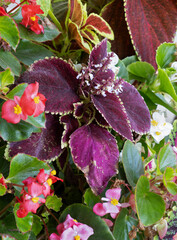 Mu;ticolored Colues in a Pot