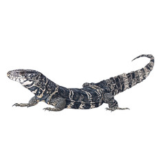 Fototapeta premium Watercolor animal illustration, black and white patterned lizard, likely a tegu, isolated on transparent background