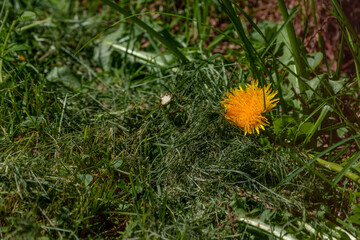 Single dandelion flower on matted spring grass