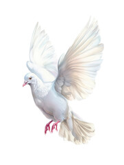 Fototapeta premium Watercolor animal illustration, a beautiful white dove flying with its wings spread, isolated on transparent background, symbolizing peace and freedom