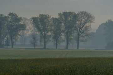Early blooming rapeseed field in spring morning mist