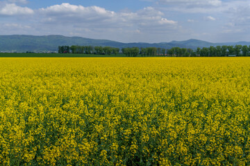 Blooming rapeseed field with forest, mountains and cloudy sky