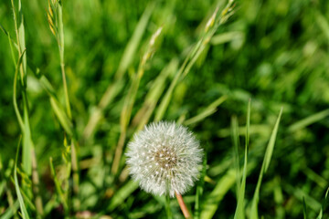 Single dandelion seed head against blurred green grass background