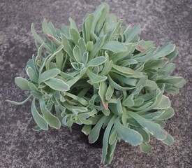 Aeonium 'Ballerina' succulent mature plant