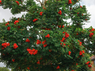 Vibrant Rowan Berries in Late Summer Light