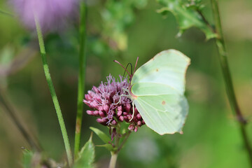 butterfly on a flower