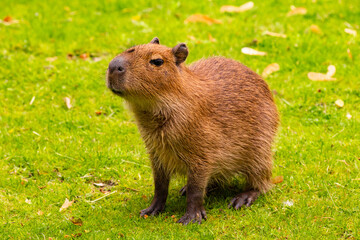 Capybara standing on green grass with a curious expression in a natural outdoor setting