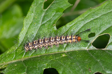 Australian Magpie Moth Caterillar with Bristles and Orange Head