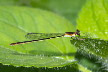 Slender Brown and Yellow Damselfly Resting on Leaf Edge