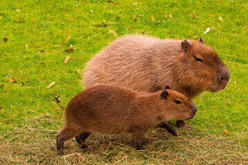 Capybara family walking together on green grass in a natural outdoor setting