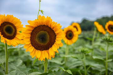 Sunflowers