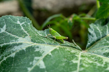  A small, bright green grasshopper with large eyes is perched on a wide, textured green leaf, with a blurred natural background, capturing a moment of garden wildlife.
