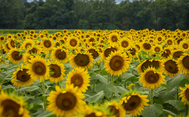 Sunflowers