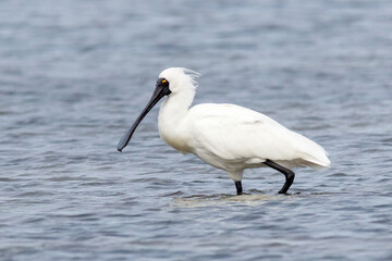 Royal Spoonbill Wading Through Shallow Water