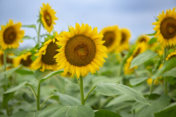 Sunflowers
