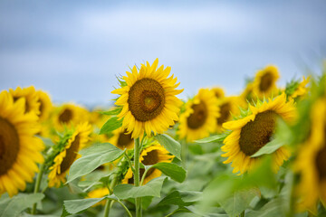 Sunflowers