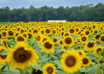 Sunflowers
