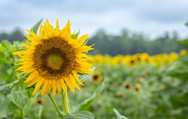 Sunflowers